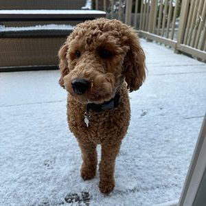 Meet your Posher, Lindsay